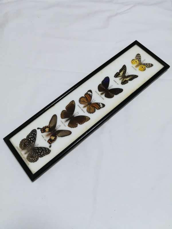 Vintage Butterfly Collection Real Framed Butterflies Taxidermy Display- Thailand