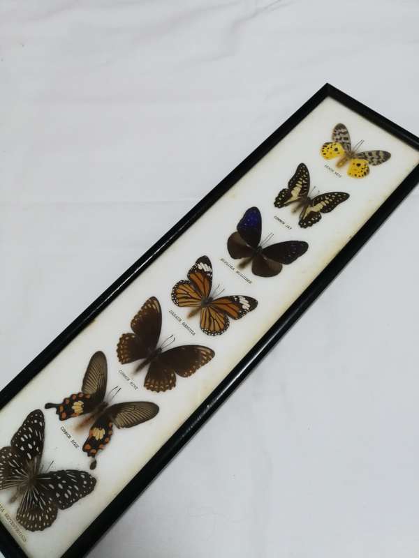Vintage Butterfly Collection Real Framed Butterflies Taxidermy Display- Thailand
