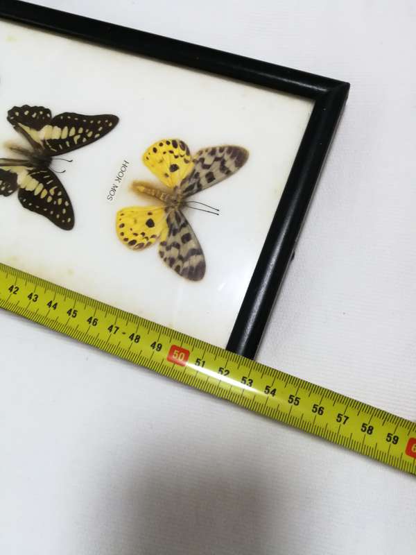 Vintage Butterfly Collection Real Framed Butterflies Taxidermy Display- Thailand