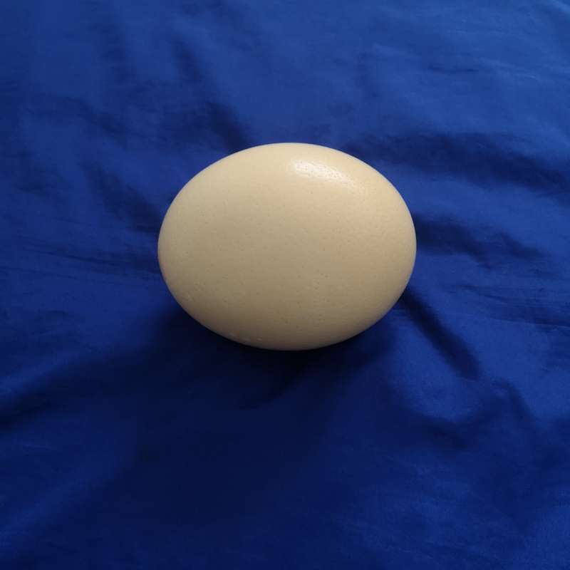 Ostrich Egg Shell- Ideal for Decoupage or Decor