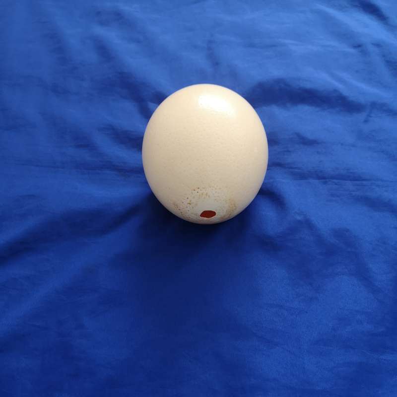 Ostrich Egg Shell- Ideal for Decoupage or Decor