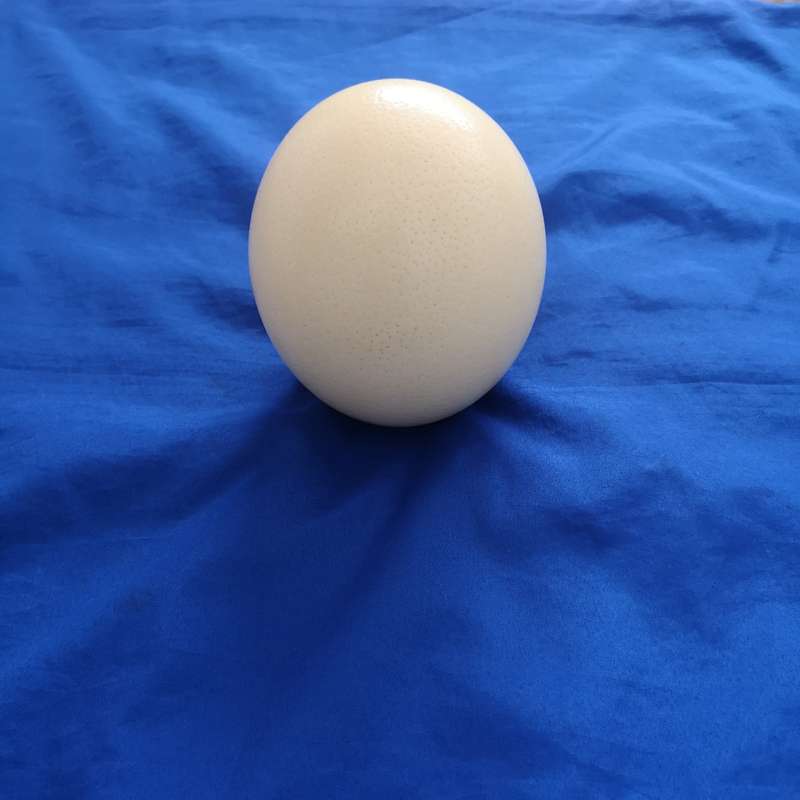 Ostrich Egg Shell- Ideal for Decoupage or Decor