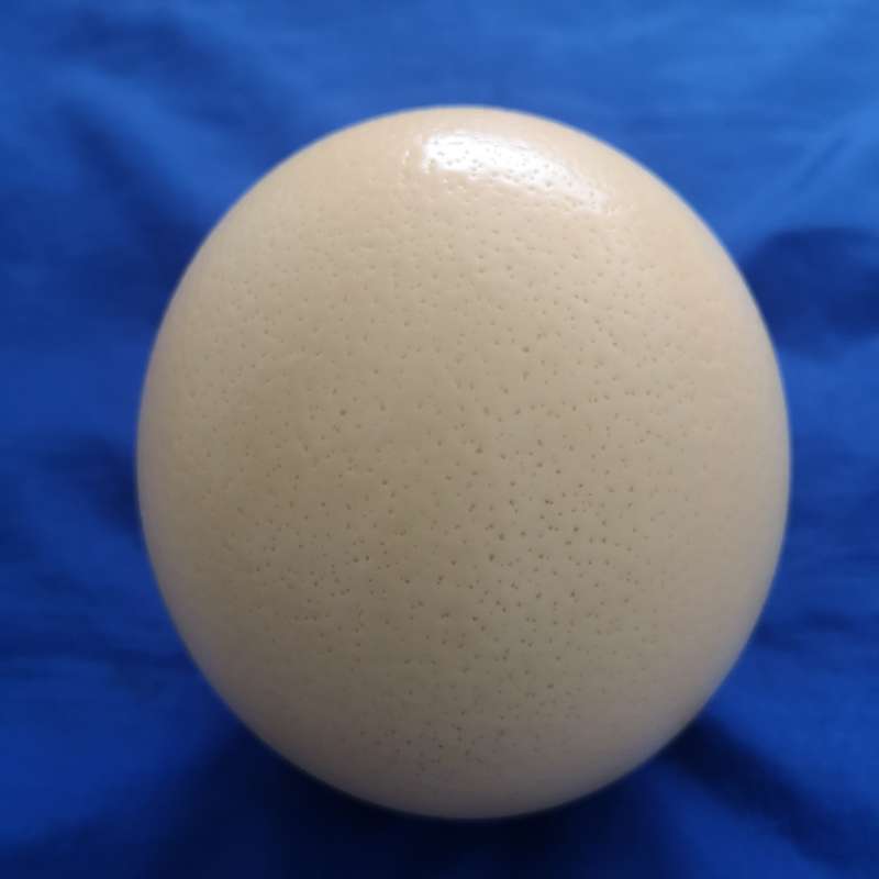 Ostrich Egg Shell- Ideal for Decoupage or Decor