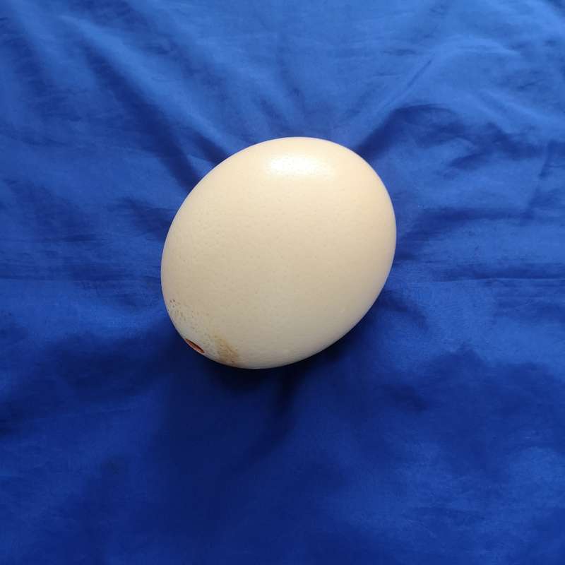 Ostrich Egg Shell- Ideal for Decoupage or Decor