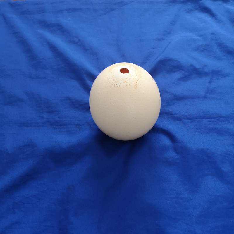 Ostrich Egg Shell- Ideal for Decoupage or Decor
