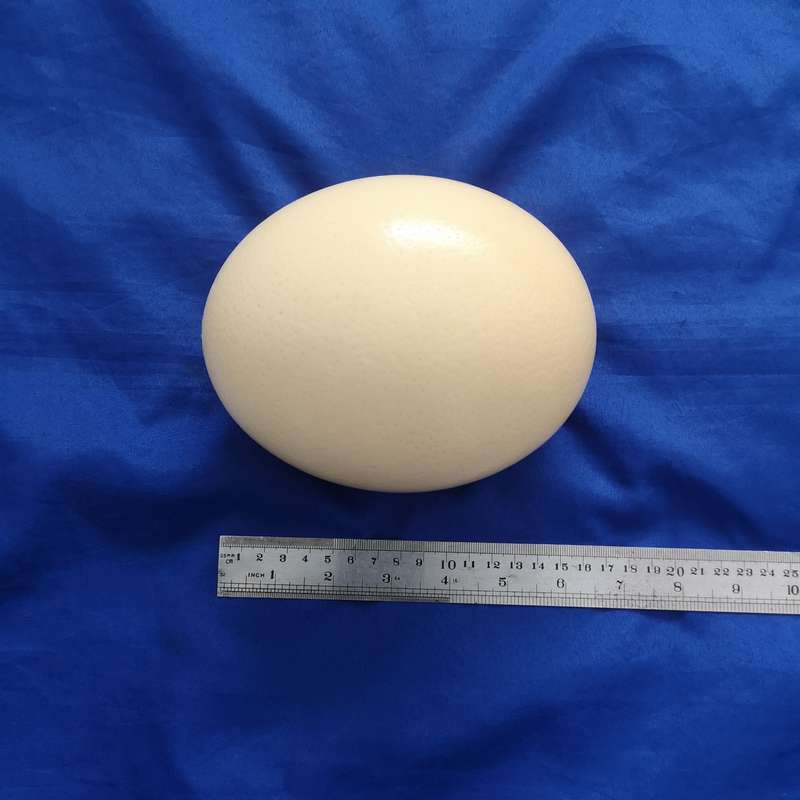 Ostrich Egg Shell- Ideal for Decoupage or Decor