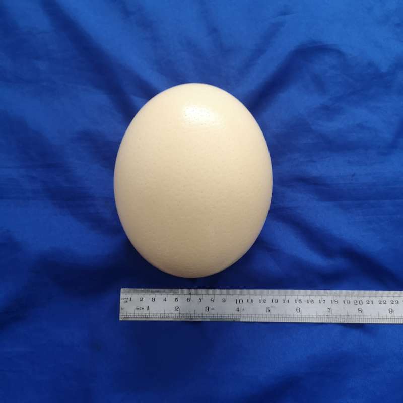 Ostrich Egg Shell- Ideal for Decoupage or Decor