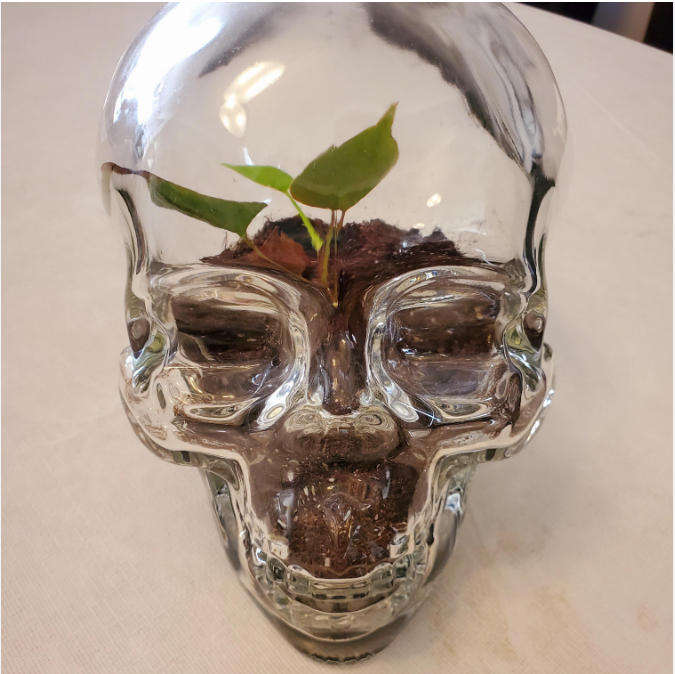 Skull Head Decanter- Vintage