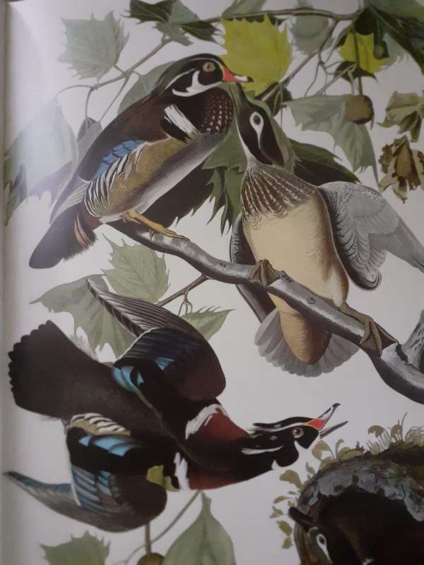 The Living World of AUDUBON ~ Roland C Clement