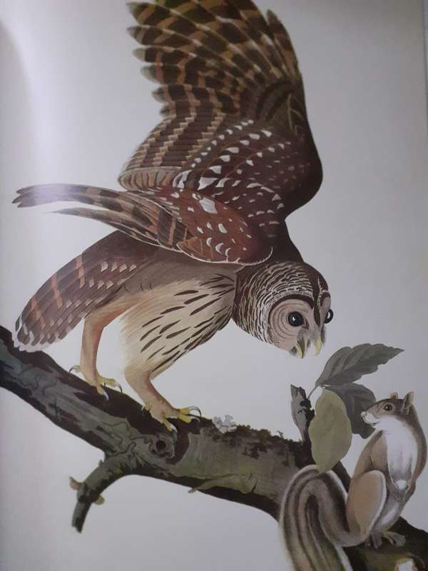 The Living World of AUDUBON ~ Roland C Clement