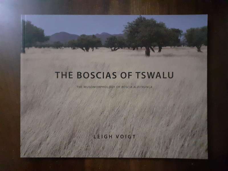 The Boscias of Tswalu ~ Leigh Voigt