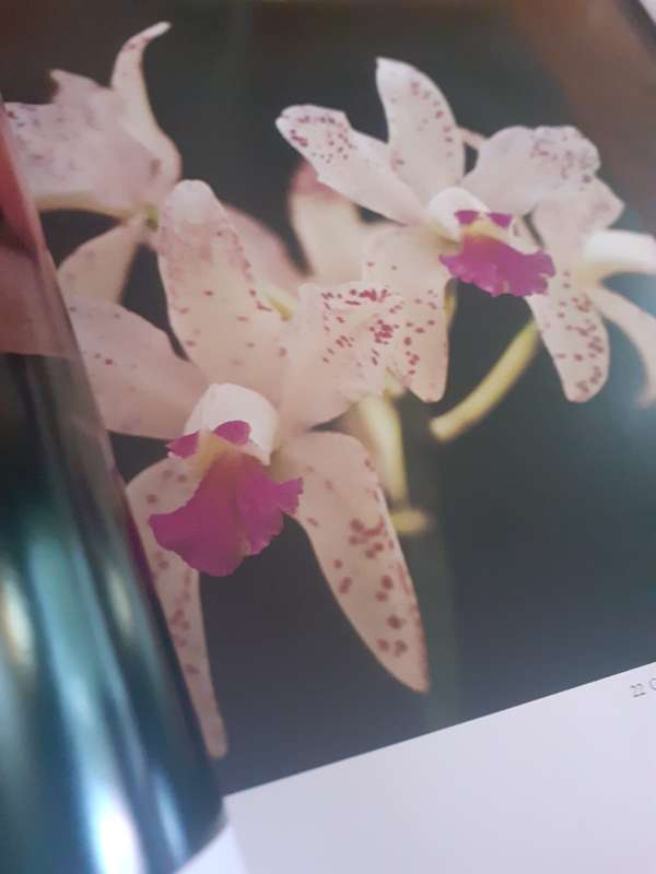 The Orchid ~ P Francis Hunt