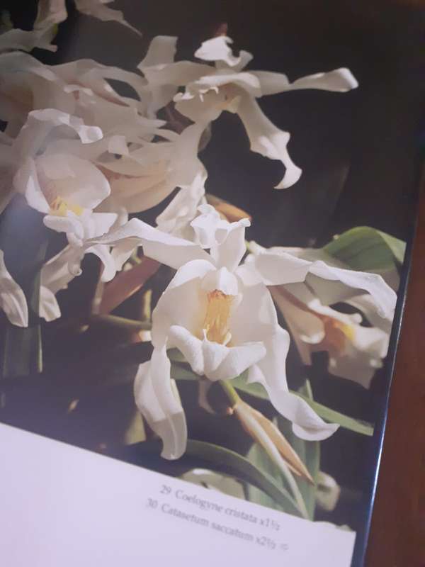 The Orchid ~ P Francis Hunt