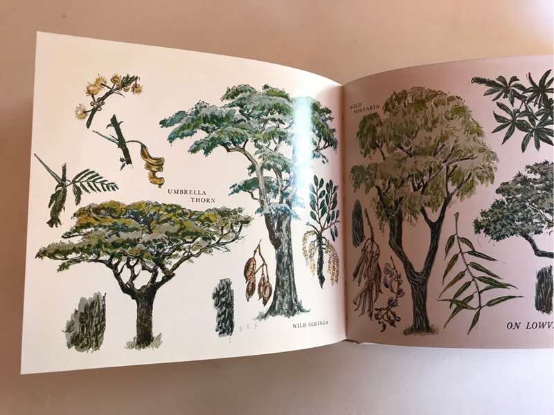 What tree is that? By Hazel Stokes