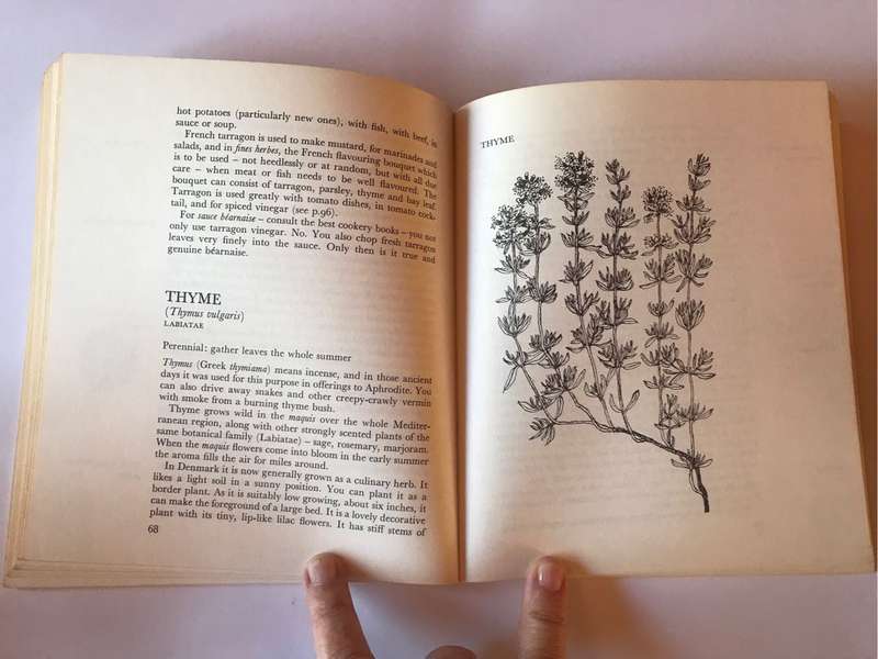 Herbs: How to grow and use them by Magna Leth