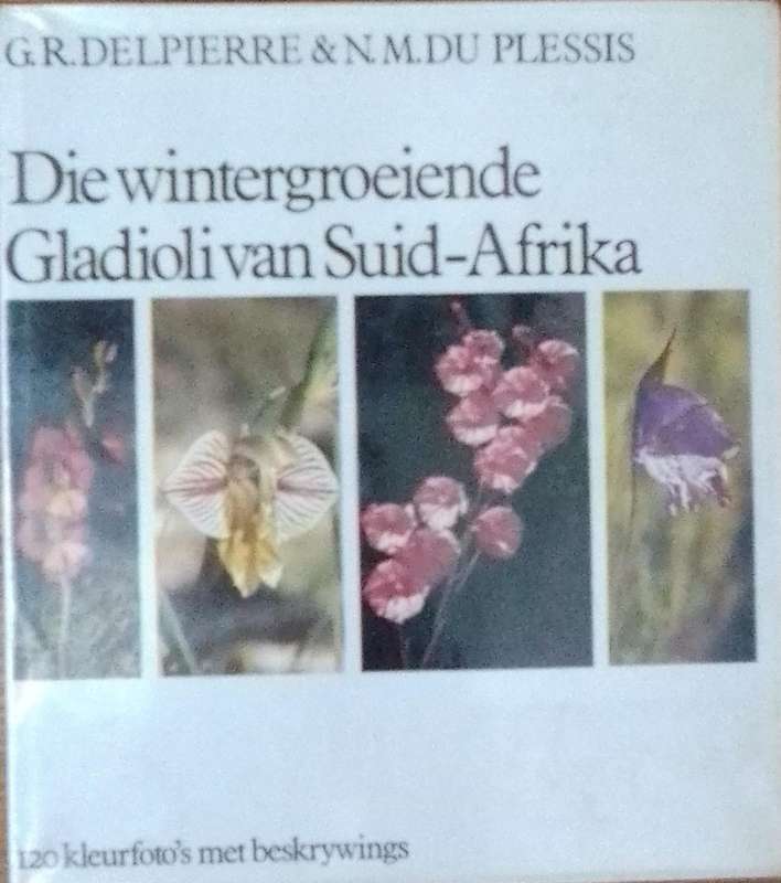 Die wintergroeiende gladiolo van suid afrika