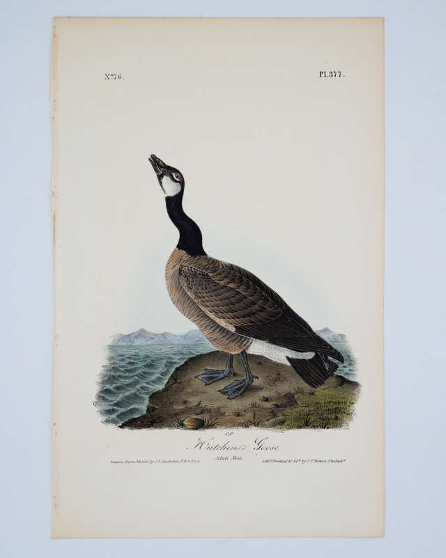 Hutchins's Goose Plate 377 by Audubon, John James
