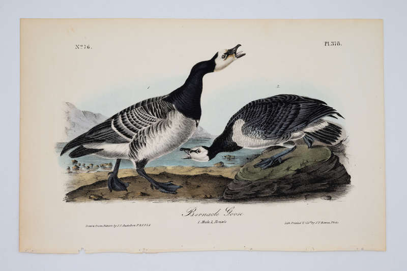 Barnacle Goose Plate 378 by Audubon, John James