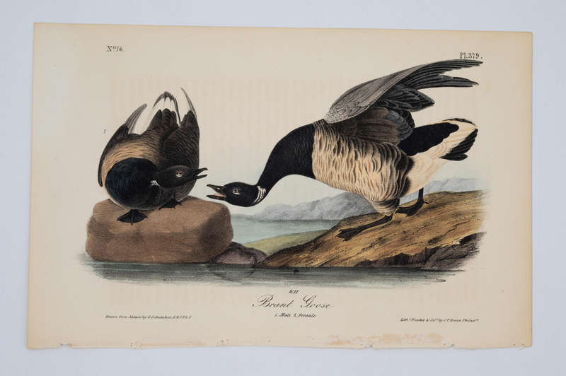 Brant Goose Plate 379 by Audubon, John James