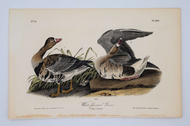 White Fronted Goose Plate 380 by Audubon, John James