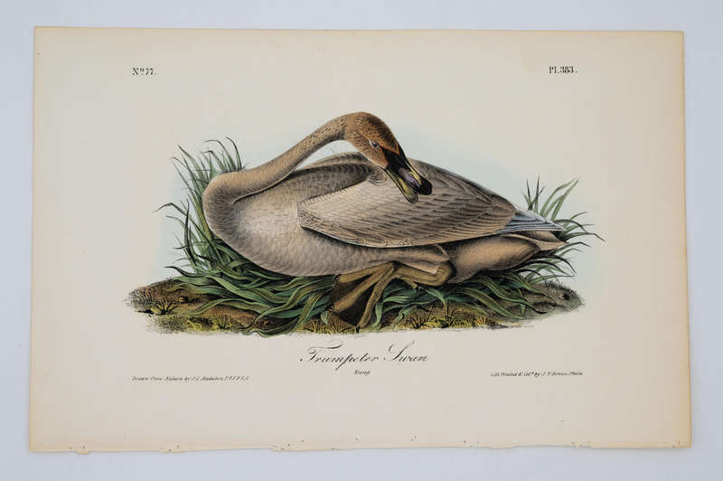 Trumpeter Swan Young Plate 383 by Audubon, John James