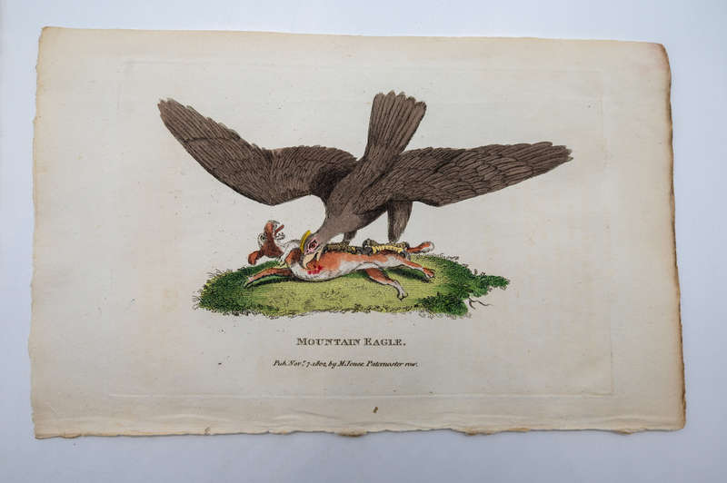 Mountain Eagle by Barrington, George