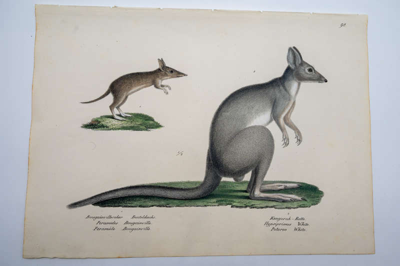 Naturhistorische Abbildungen Der Saeucethiere - Kangaroo by Brodtmann, Heinrich Rudolf Schinz & Carl