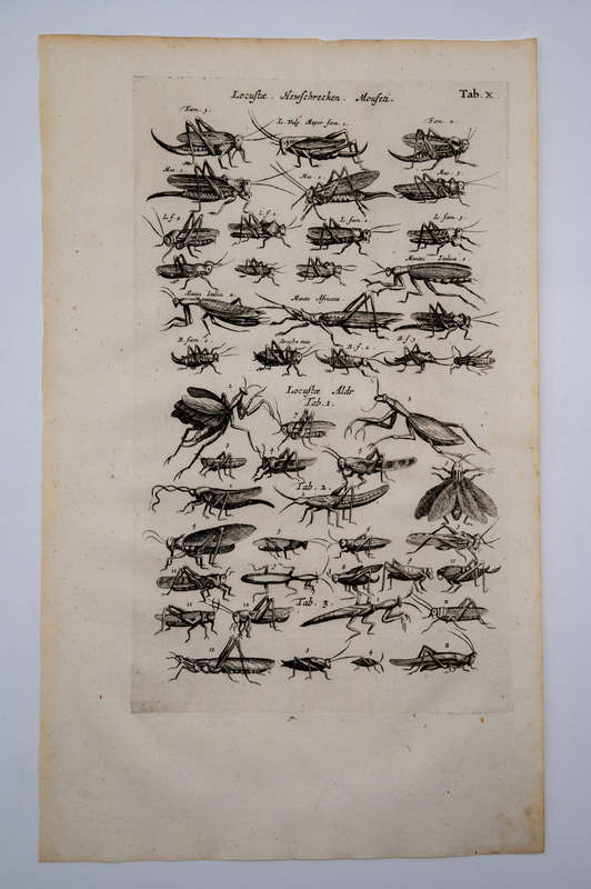 Historia Naturalis by Jonston, Merian & (3 Locust and Grasshopper Engravings)
