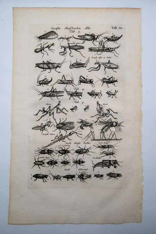 Historia Naturalis by Jonston, Merian & (3 Locust and Grasshopper Engravings)