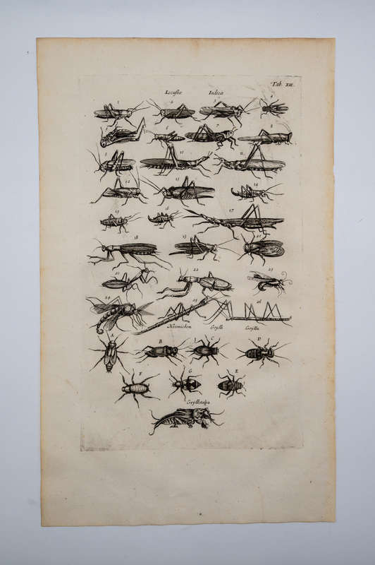 Historia Naturalis by Jonston, Merian & (3 Locust and Grasshopper Engravings)