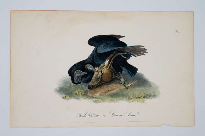 Plate 3 Black Vulture or Carrion Crow  by Audubon, John James