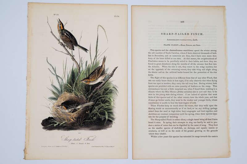 Sharp Tailed Finch Plate 174 by Audubon, John James