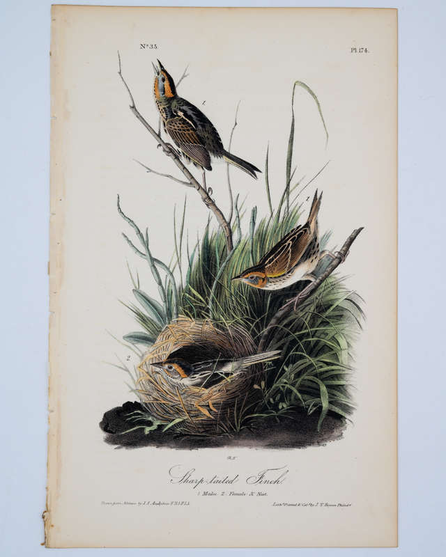 Sharp Tailed Finch Plate 174 by Audubon, John James