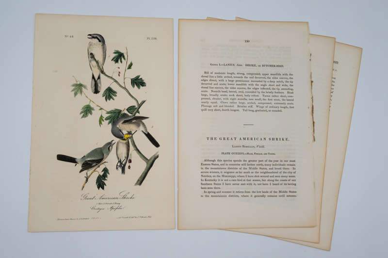 Great American Shrike Plate 236 by Audubon, John James