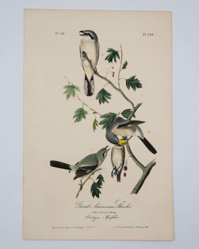 Great American Shrike Plate 236 by Audubon, John James