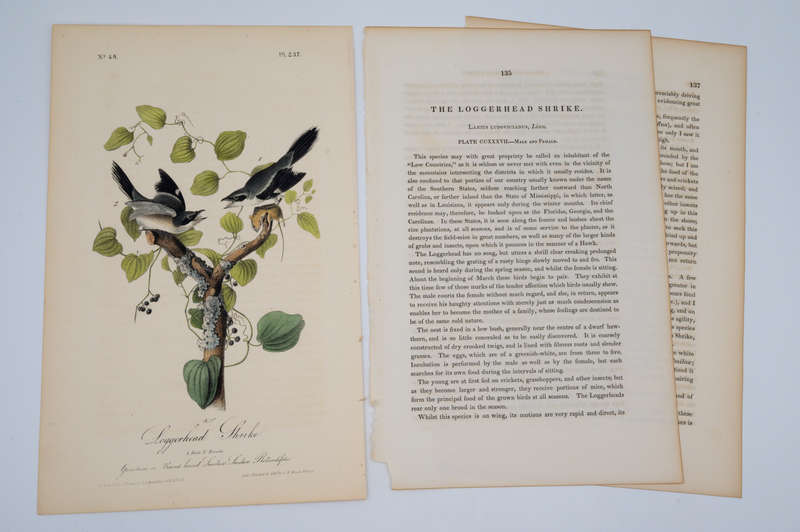 Loggerhead Shrike - Plate 237 by Audubon, John James
