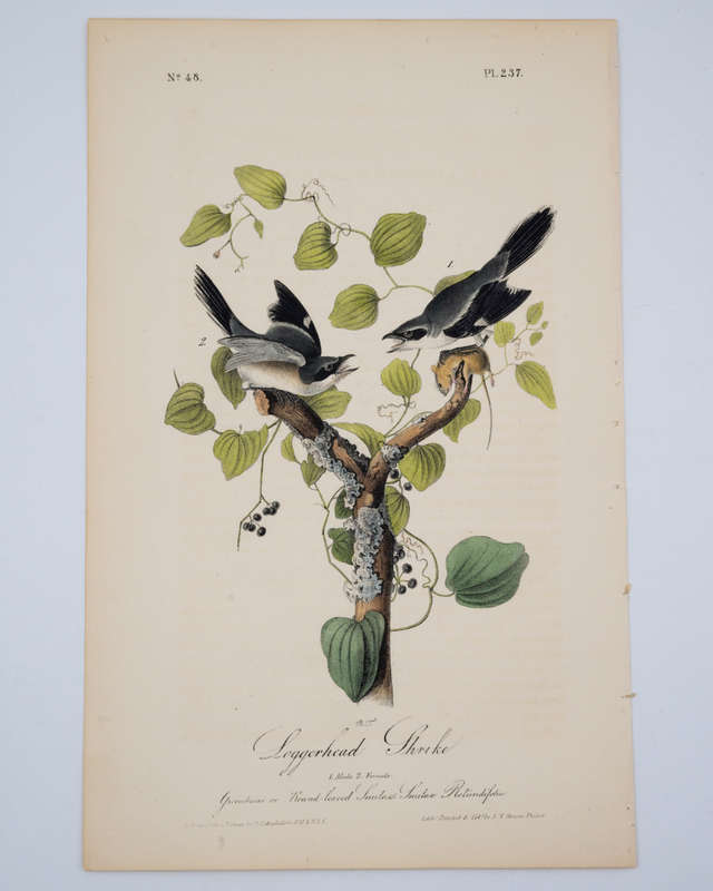Loggerhead Shrike - Plate 237 by Audubon, John James