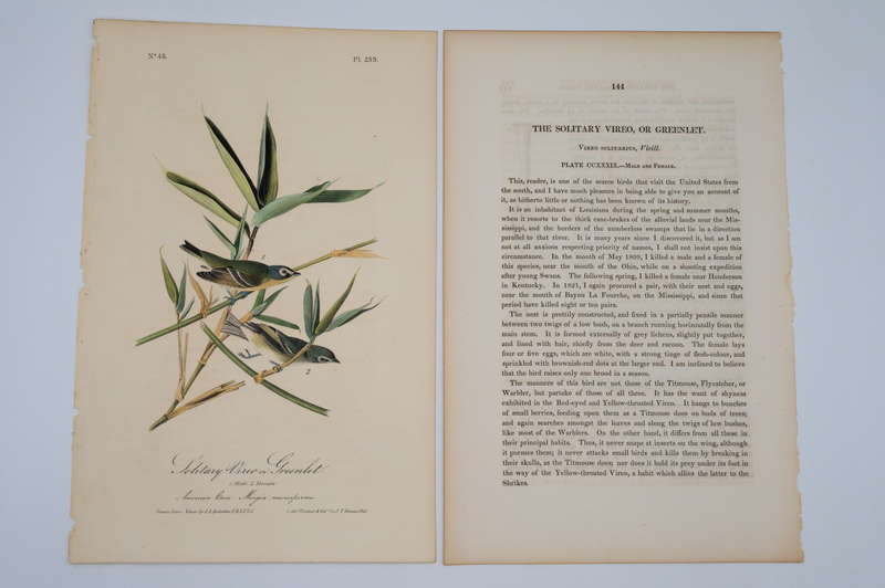 Solitary Vireo or Greenlet Plate 239 by Audubon, John James