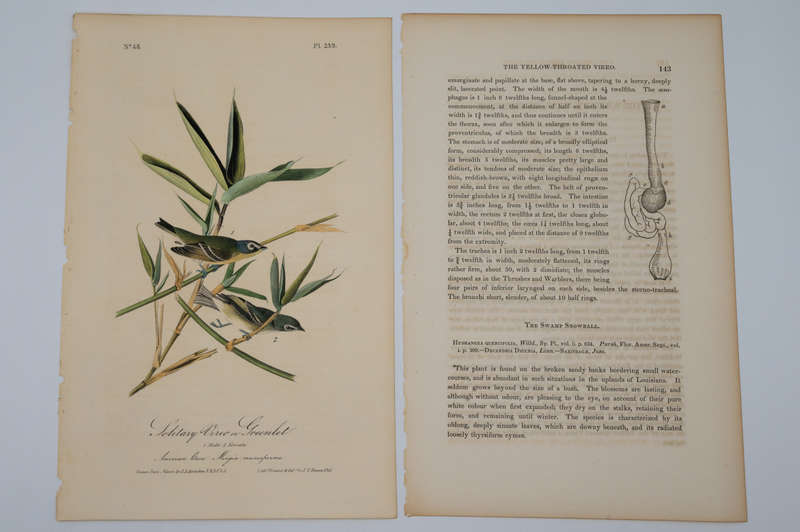 Solitary Vireo or Greenlet Plate 239 by Audubon, John James