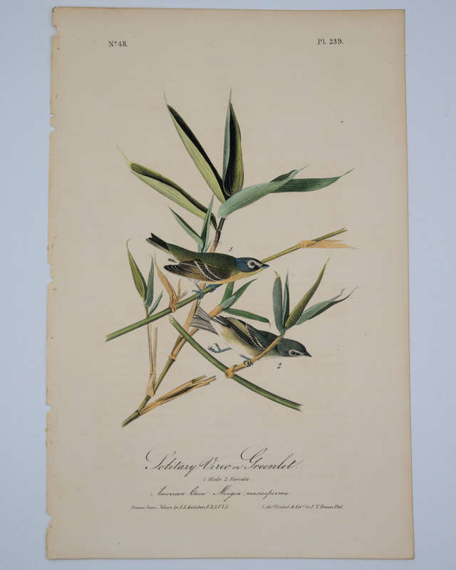 Solitary Vireo or Greenlet Plate 239 by Audubon, John James