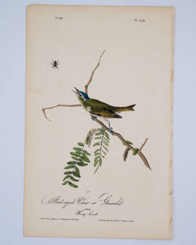 Red-Eyed Vireo or Greenlet Plate 243 by Audubon, John James