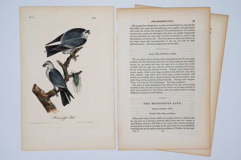 Mississippi Kite - Plate 17 by Audubon, John James