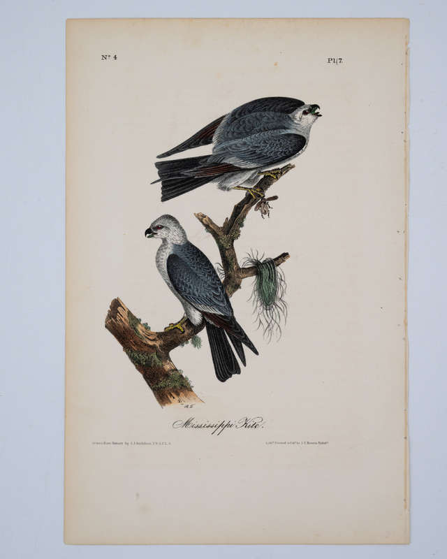 Mississippi Kite - Plate 17 by Audubon, John James