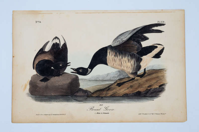 Brant Goose Plate 379 by Audubon, John James