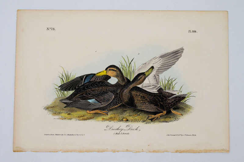 Dusky Duck - Plate 386 by Audubon, John James