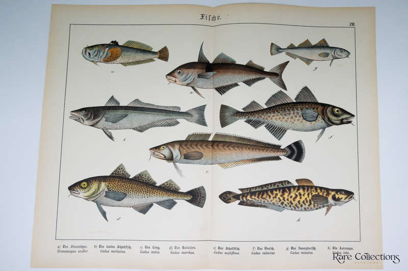 Naturgeschichte Des Tierreichs, or Natural History of the Animal Realm  by Schubert, Gotthilf Heinri