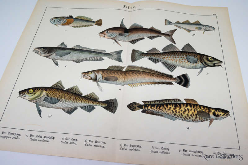 Naturgeschichte Des Tierreichs, or Natural History of the Animal Realm  by Schubert, Gotthilf Heinri