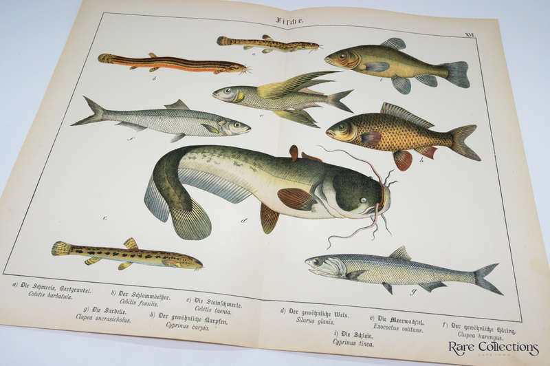 Naturgeschichte Des Tierreichs, or Natural History of the Animal Realm by Schubert, Gotthilf Heinric