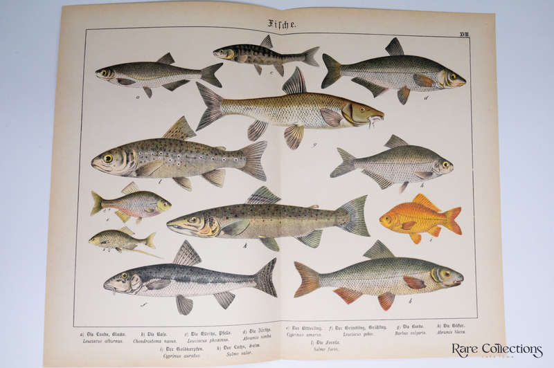 Naturgeschichte Des Tierreichs, or Natural History of the Animal Realm by Schubert, Gotthilf Heinric