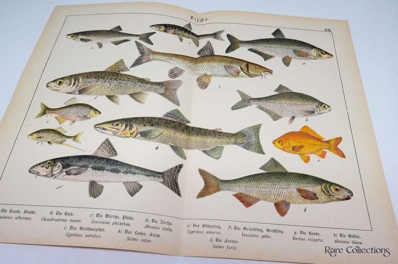 Naturgeschichte Des Tierreichs, or Natural History of the Animal Realm by Schubert, Gotthilf Heinric